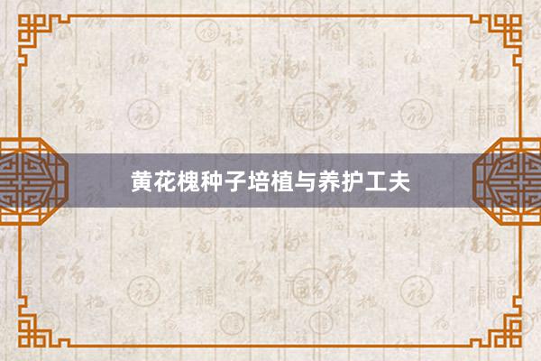 黄花槐种子培植与养护工夫